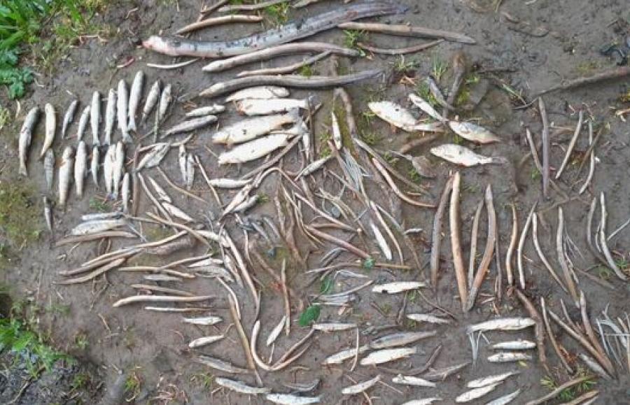 A significant fish-kill reported in North Clare in recent days is now being investigated by several agencies. Picture: Inland Fisheries Ireland